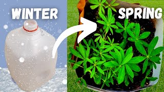 How To WINTER SOW in Milk Jugs: Grow Seeds OUTDOORS in Snow! ❄️