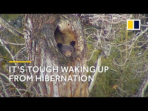 Video: Dokážete prebudiť medveďa zo zimného spánku?