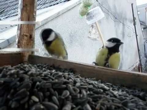 Video: Čo Vtáčie Sýkory