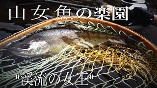 【十勝】渓流の女王 山女魚を求めて！　渓流ベイトフィネス