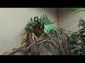 3DVR 180度でカメレオンを撮ってみた。I tried taking a chameleon at 3DVR 180 degrees.　oculus go