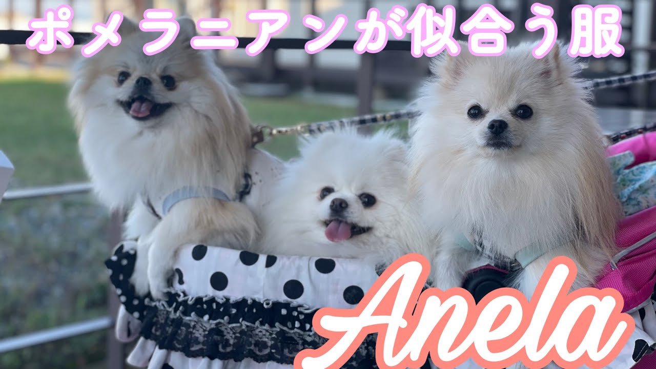 ポメ飼い必見】ポメラニアンが着たら10倍可愛く見える魔法の服