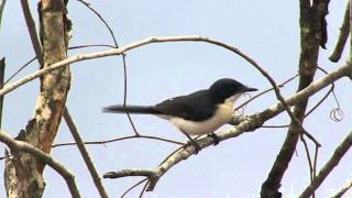 Paperbark Flycatcher Myiagra Nana