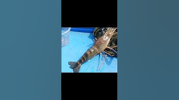 Con tôm siêu to#cautom#song#chê miền tây