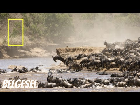 Büyük Antilop Göçü | Belgesel