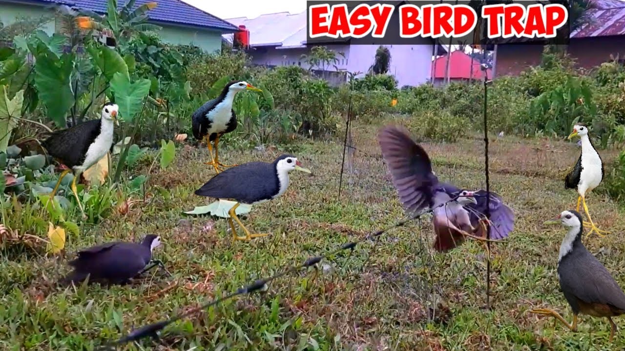 How to hunt birds | Bird hunting trap | Easy bird trap | Easy way to hunt birds | Birds story |Birds