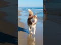 Myhappypill Cute Shorts Shortvideo Water Animals Amazing Cute Dog Smile Running Seashore