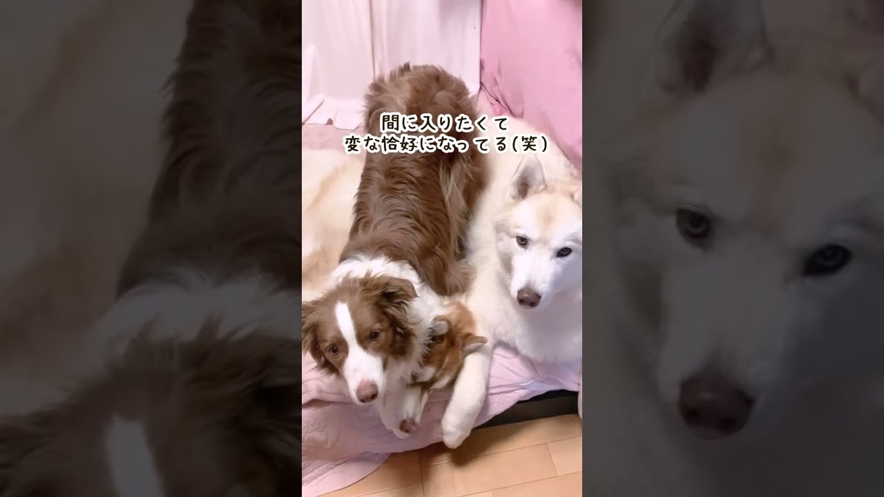 絶対にハスキーとくっついて寝たがるボーダーコリー 割り込む犬 動じない犬 迷惑そうな犬 Shorts Youtube