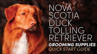 Nova Scotia Duck Tolling Retriever Grooming Supplies (Quick Start Guide)