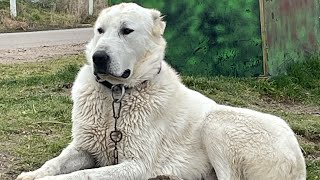 AKBAŞ KANGAL HAYMANA KARASI VE 13 köpek Doğa gezisi by AKBAŞ TÜRK 1,770 views 2 months ago 9 minutes, 45 seconds