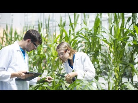 Video: Tarımda genetik mühendisliği nasıl kullanılır?