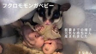 フクロモモンガ赤ちゃんの脱嚢