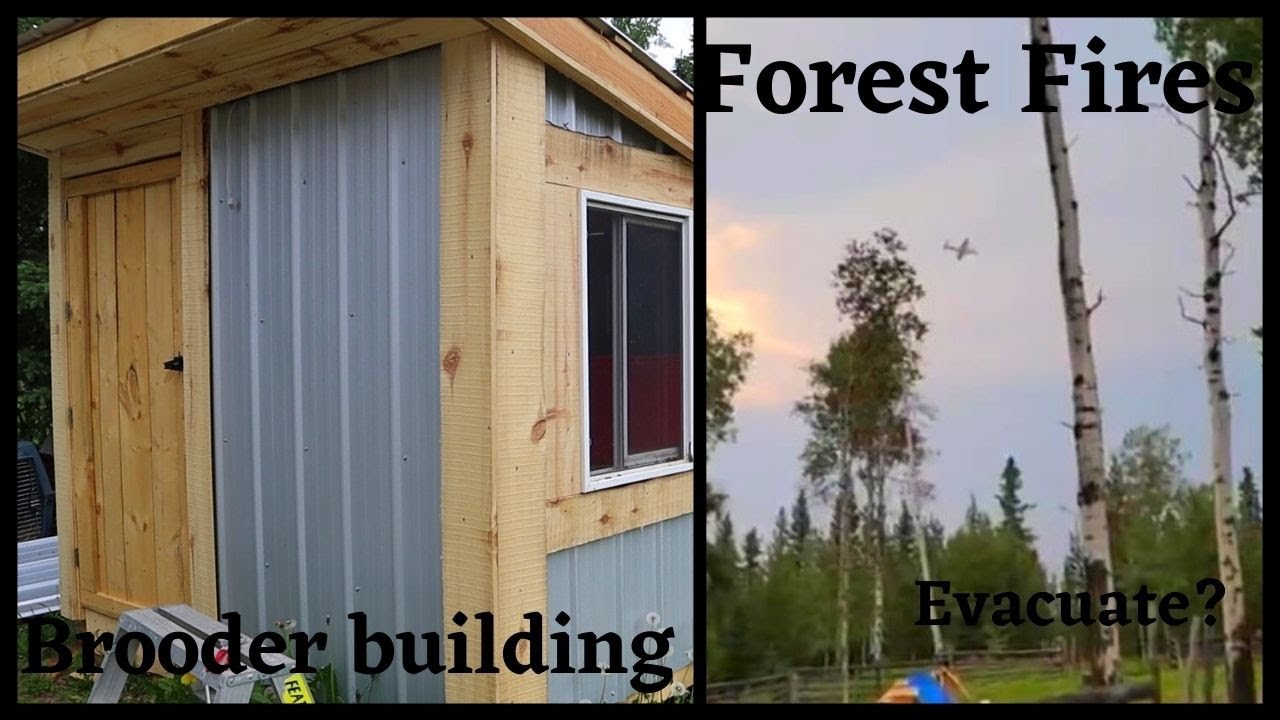 Finished brooder building/Heat wave started a FOREST FIRE we may need ...