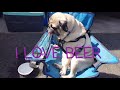 Pug Loves Beer | Funny Dog