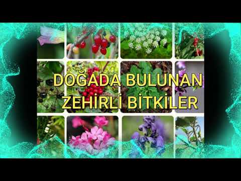 Video: Veh zehirli - şifalı bitki, ama zehirli