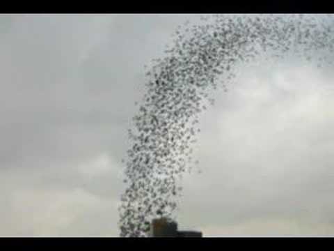 the Hilton turns into birds