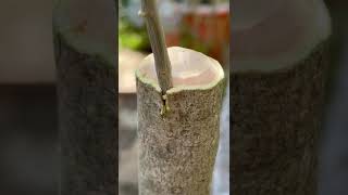 Innesto Di Ulivo Bianco Su Albero Di Carleo