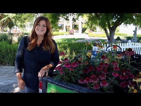 Video: Tipuri de plante de echinacea: care sunt unele soiuri populare de conifloră