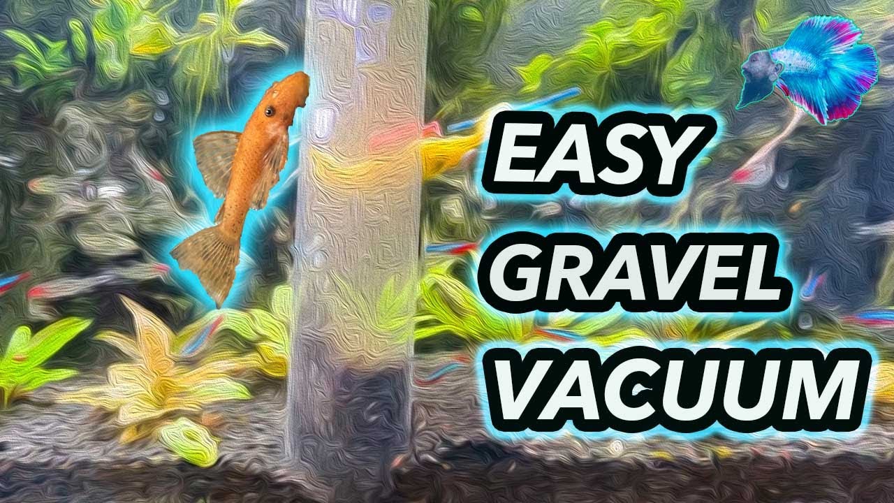 Should You Vacuum Your Aquarium Gravel?