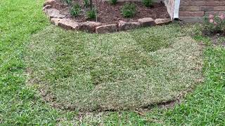 Tips for New Sod - Mowing and Fertilizer