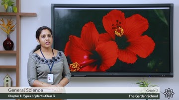 Grade 2 General Science Chapter 1 Class 3 Types of plants Part 2
