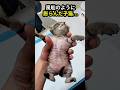 【奇跡】風船のように膨らんだ子猫…奇跡の復活と、ある猫の償い #Shorts