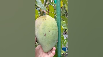 Xoài Cát Hòa Lộc trồng chậu #mango