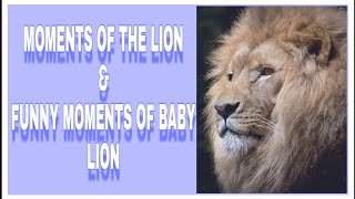 Best lion moments |Top 5 |BBC earth |Lion club | most popular lion | most funny and cute baby lion