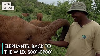 Elephants: Back to the Wild: S01 EP01