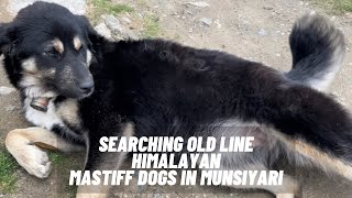 Lohaghat to Munsiyari khaliya top trek | In search of pure Bhotiya/Himalayan sheep/gaddi dogs by Pankaj Parihar Uttarakhandi 1,456 views 1 year ago 15 minutes