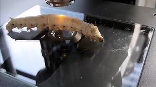 Silkworms Inspired This Easy Way To Spin Nanofibers | Headline Science screenshot 1