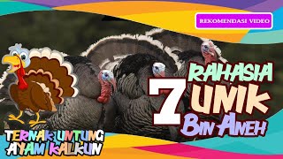 #dtv7 #dtvkalkun 7 HAL UNIK Yang Tidak Kamu Sangka TENTANG Ayam KALKUN