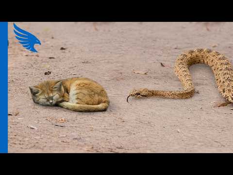 Video Quando il serpente a sonagli ha attaccato il gatto… ha pagato un prezzo altissimo
