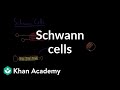 Schwann cells Nervous system physiology NCLEX RN Khan Academy