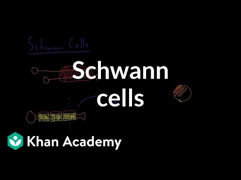 Video: Rozdíl Mezi Schwann Cell A Myelin Sheath