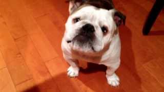 Ever Heard A English Bulldog Bark This Much ?