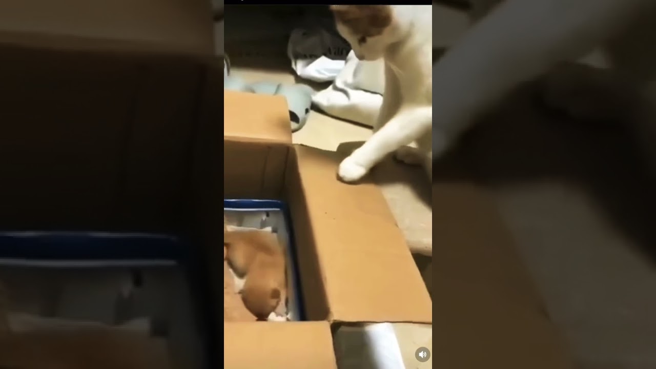 Little poor kitten 🐈‍⬛ falls//