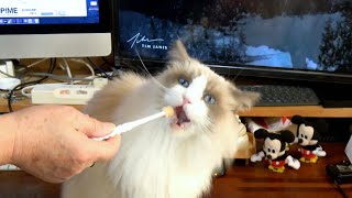 歯磨きしましょうね♪モフ猫 Ruuニャン -③-［Ragdoll Cat Ruu #791］Fluffy Cat Ruu... How to Brushing Teeth -③-