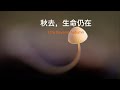 森林寻蘑27 - 微距摄影 | 秋末的森林 Mushroom Hunting in the Forest 27 - Macro Photography | The Late Autumn Forest
