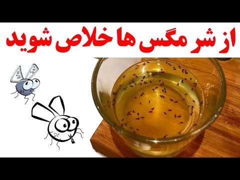 تصویری: آیا نعناع مگس ها را جذب می کند؟