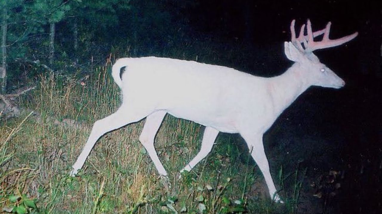 Creepypastas loquendo para tener de fondo mientras te preparas un antojito de medianoche