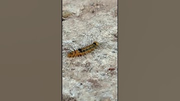 Ant catching caterpillar#viral #shorts #kgf#(MAMMOTH VLOG)