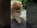 てくてくてくてくポメラニアン🤣🤣🤣