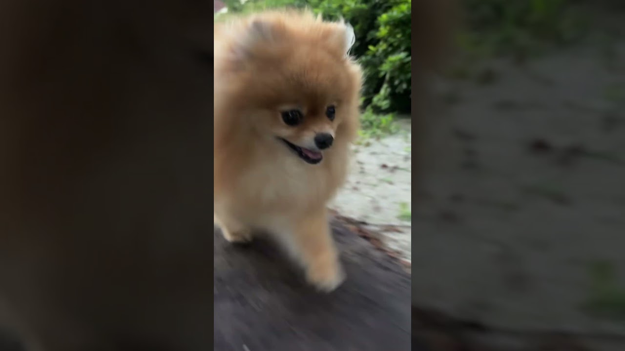 てくてくてくてくポメラニアン🤣🤣🤣