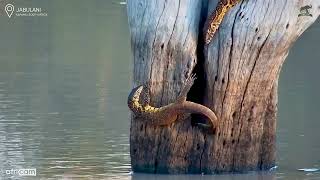 Tree Trouble Monitor Lizard Finds the Perfect Hideout