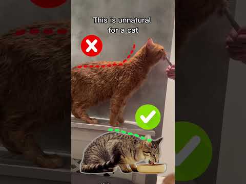 Video: 3 manieren om kattensnoepjes te kiezen