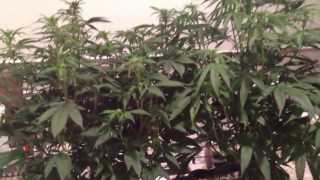 LA Kush and OG Cheese, Day 14 - Flower, All LED grow