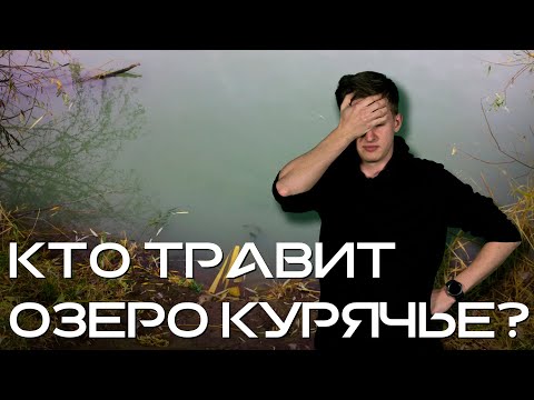 Озеро Курячье в Днепре на грани  экологического бедствия