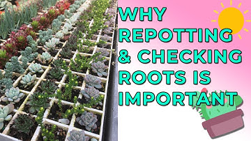 Why Repotting Succulents & Checking The Roots Is Important