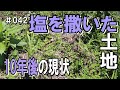10年前竹林に塩を撒いた現在の土地の様子｜ボラ土の様な状態がここまで復活⁈
